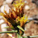 Imagem de Hoplophyllum spinosum (L. fil.) DC.