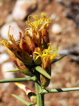 Sivun Hoplophyllum kuva