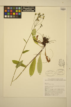 Image of white hawkweed