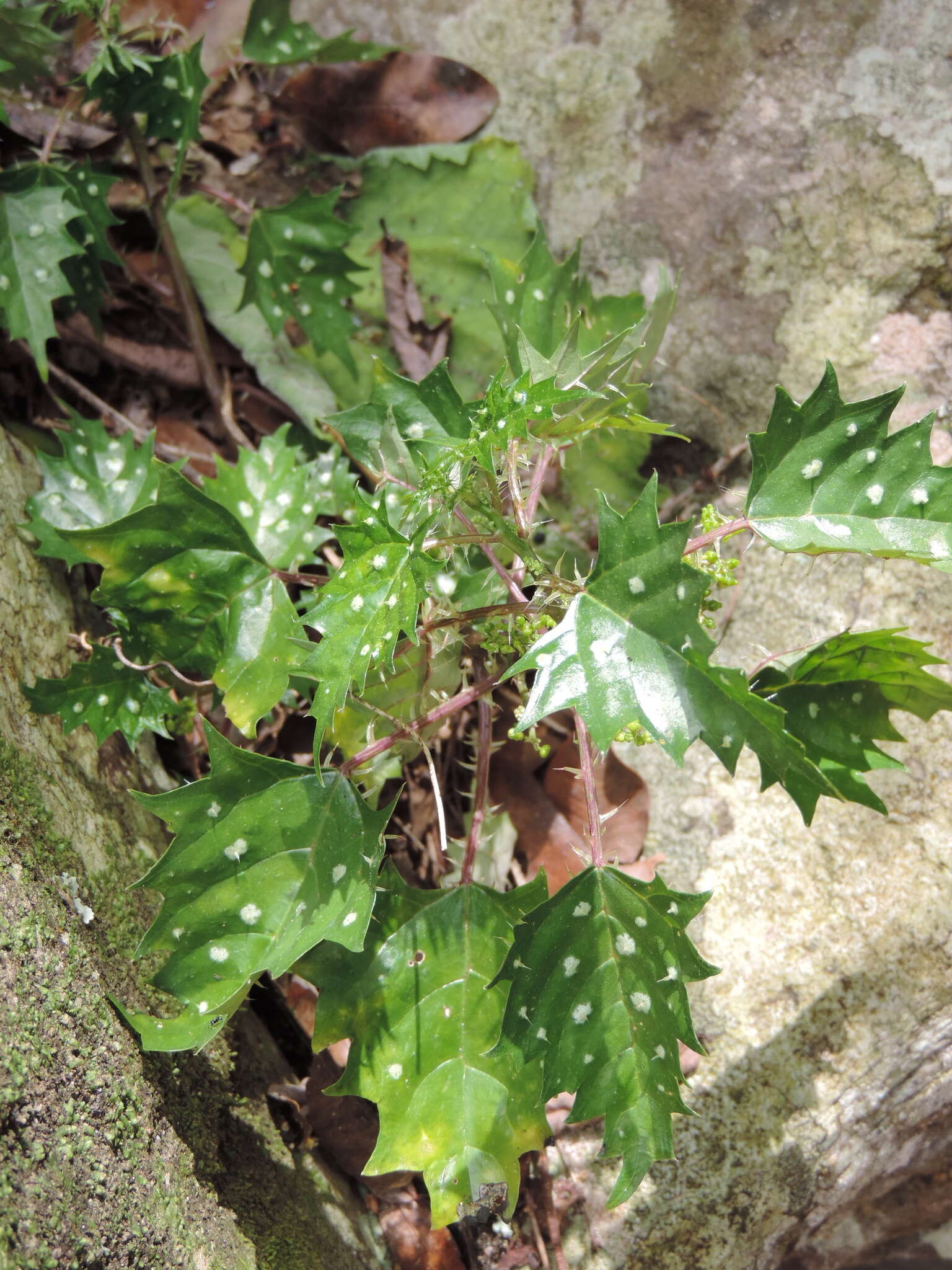 Image of Laportea grossa (E. Mey. ex Wedd.) Chew