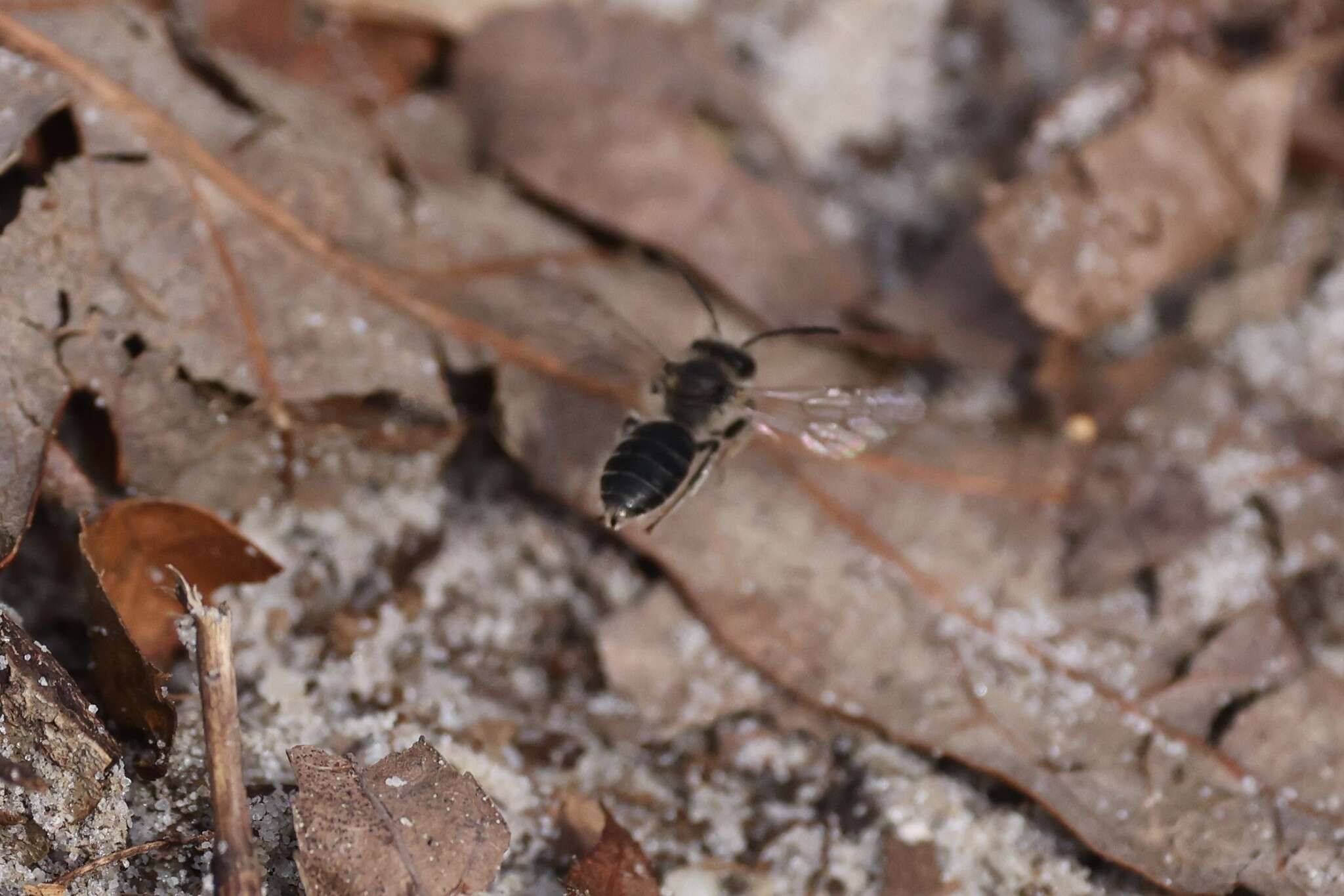 Image of Bradley's Andrena