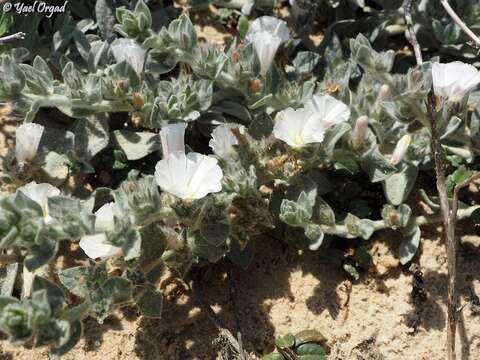 Image of Convolvulus secundus Desr.