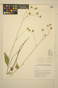 Image of common hawkweed