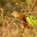 Image of Plain Softtail