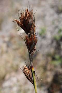 Image of Tetraria eximia C. B. Clarke