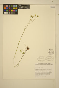 Image of white hawkweed