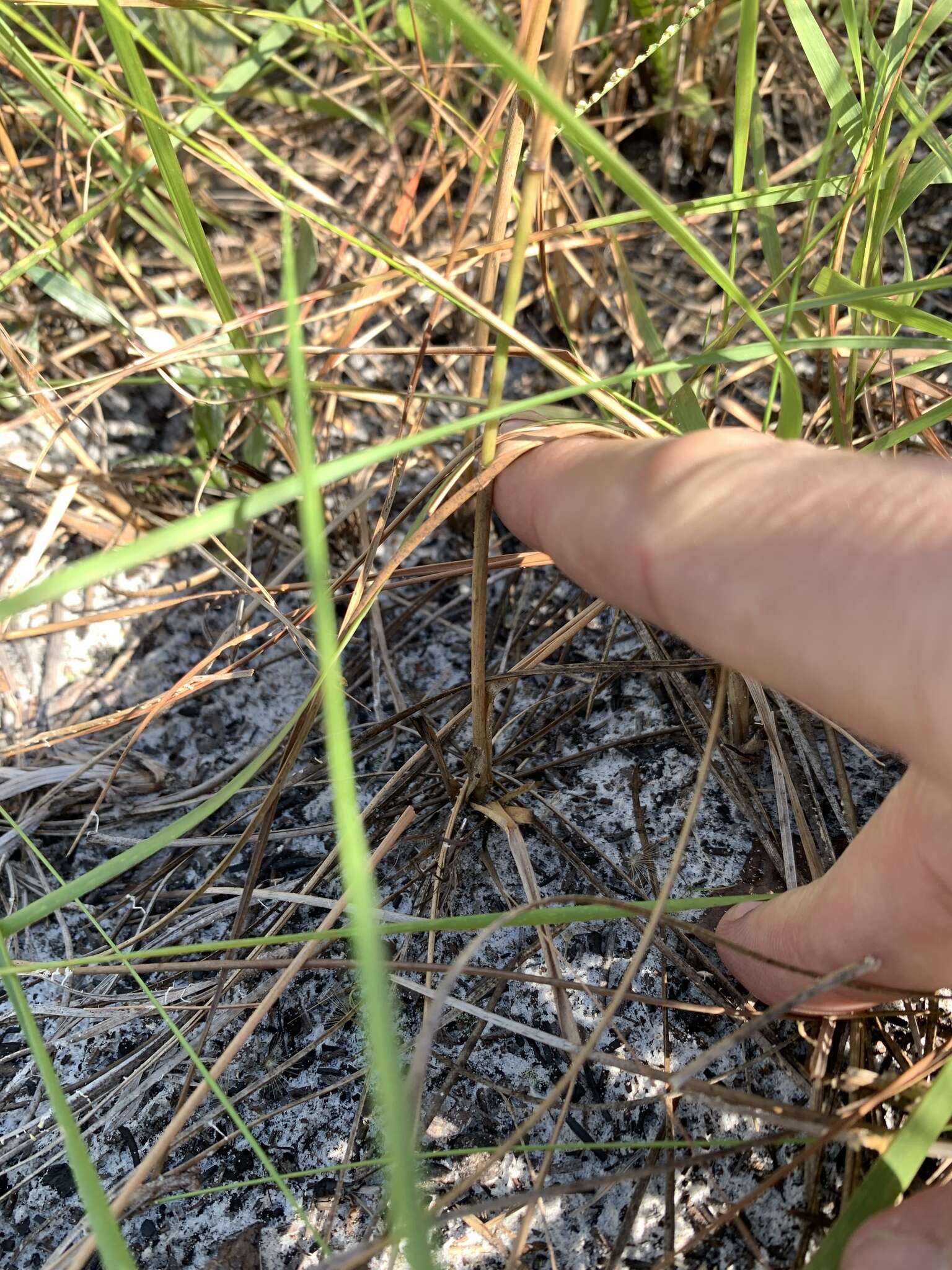 Image of Florida Orange Grass