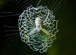 Image of Argiope chloreis Thorell 1877