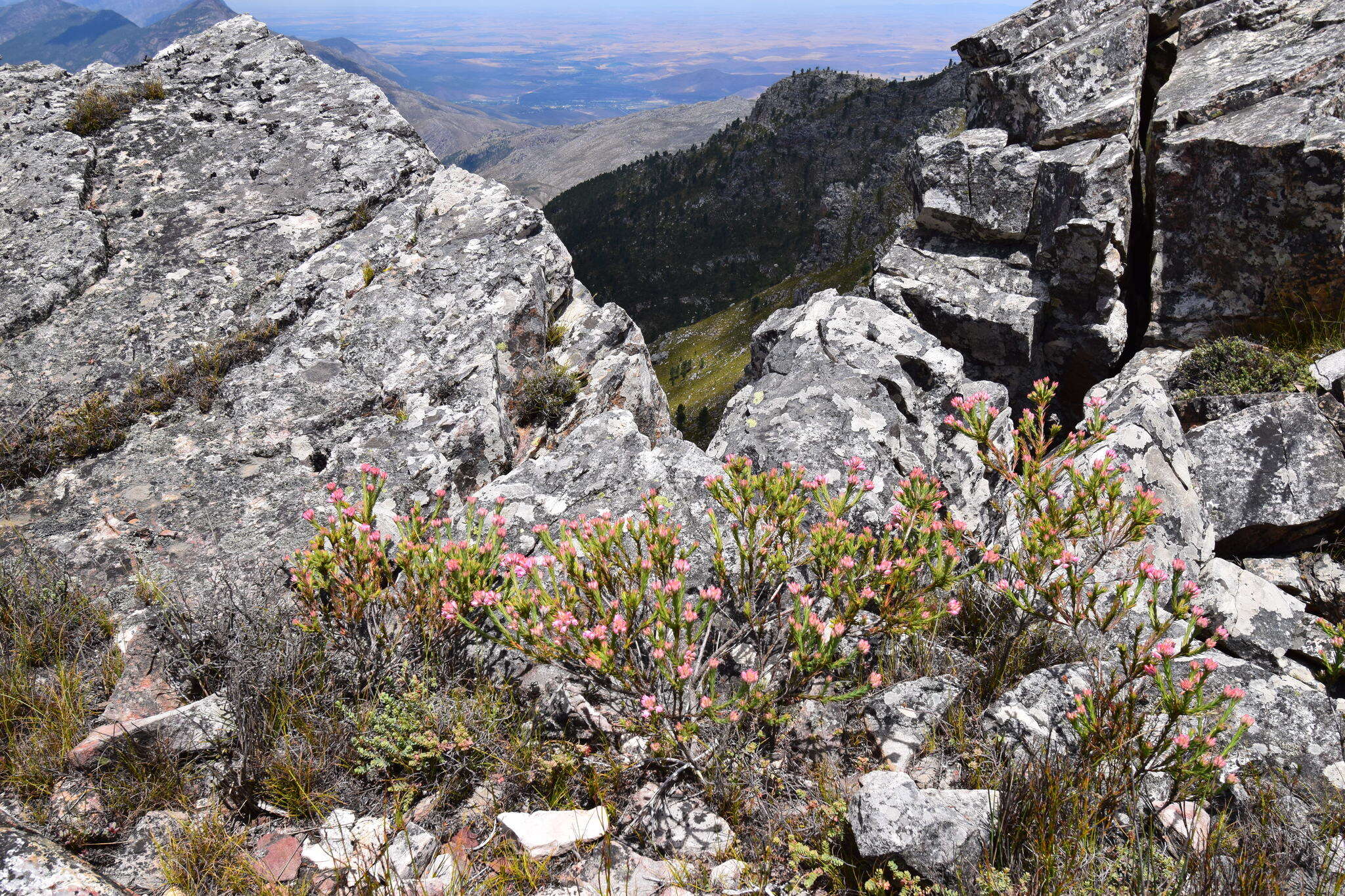 Image of Erica taxifolia