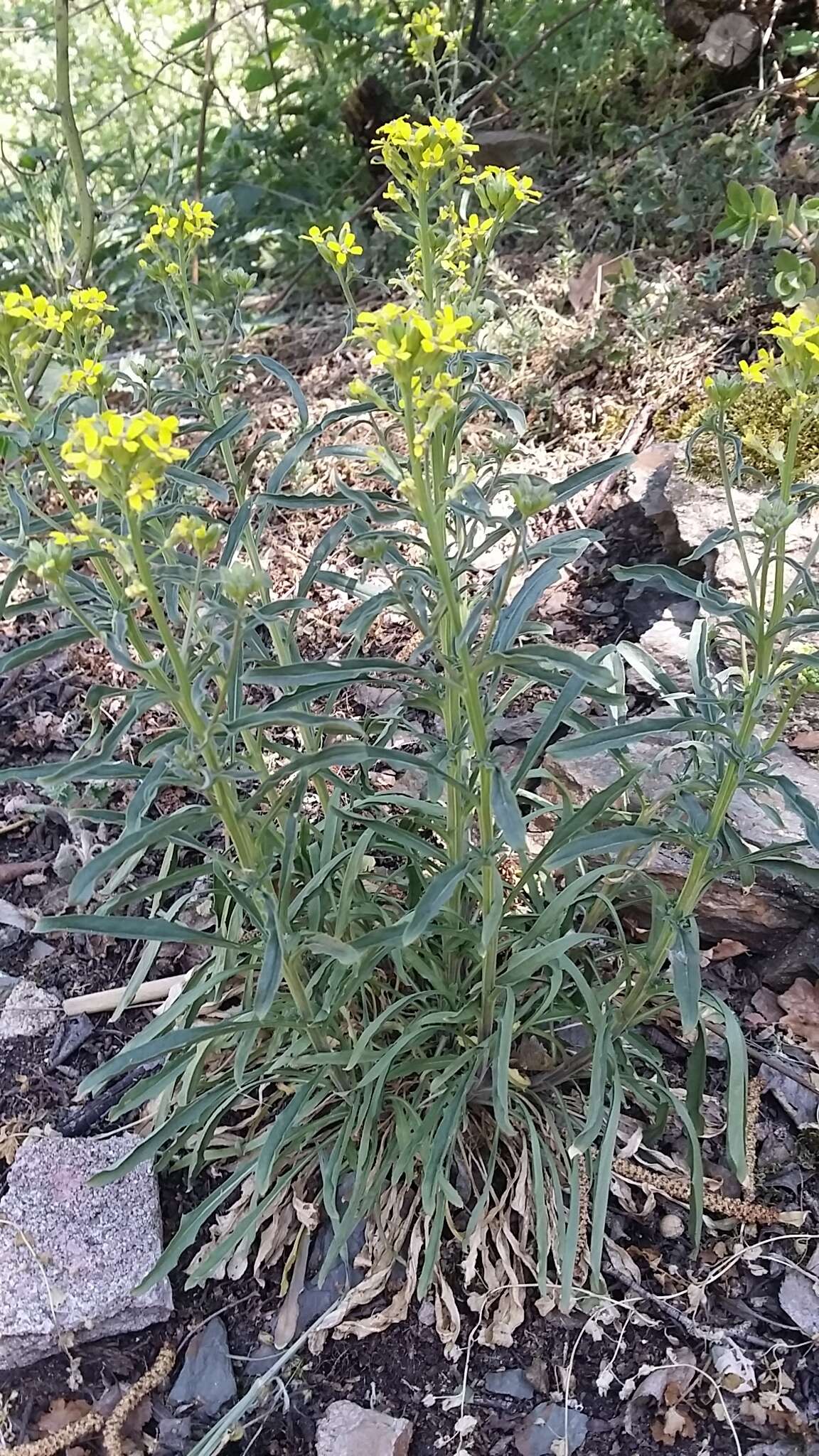 Image of Erysimum crepidifolium Rchb.