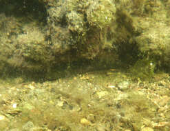 Image of Crested oystergoby