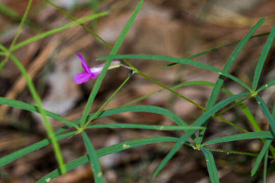 Plancia ëd Cologania angustifolia Kunth