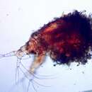 Image of mud waterflea