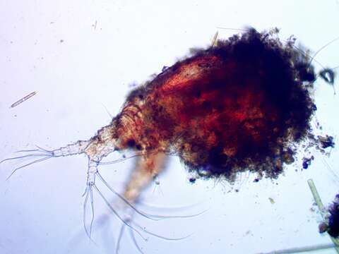 Image of mud waterflea