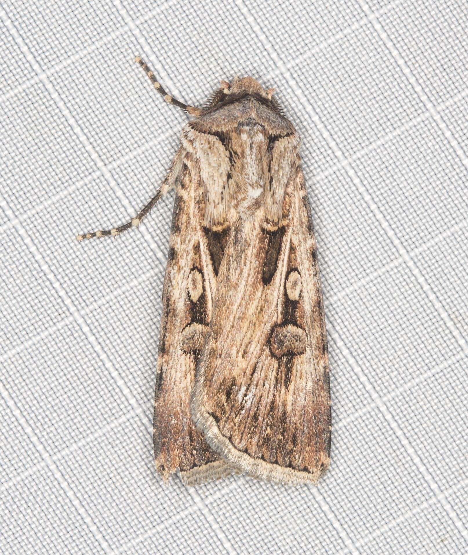 Image of Agrotis munda Walker 1856