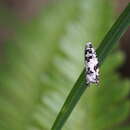 Image of Epinotia exquisitana