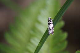 Image of Epinotia exquisitana