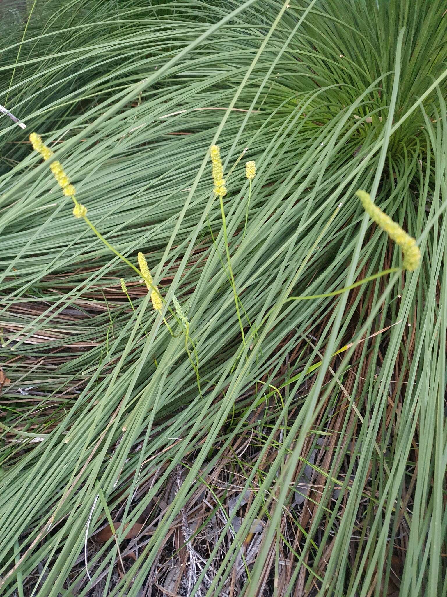 Image de Lomandra preissii (Endl.) Ewart