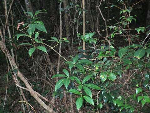 Image of Nothocissus sterculiifolia (F. Müll. ex Benth.) Latiff