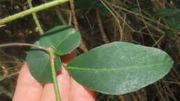 Image de Rhoicissus sessilifolia E. Retief