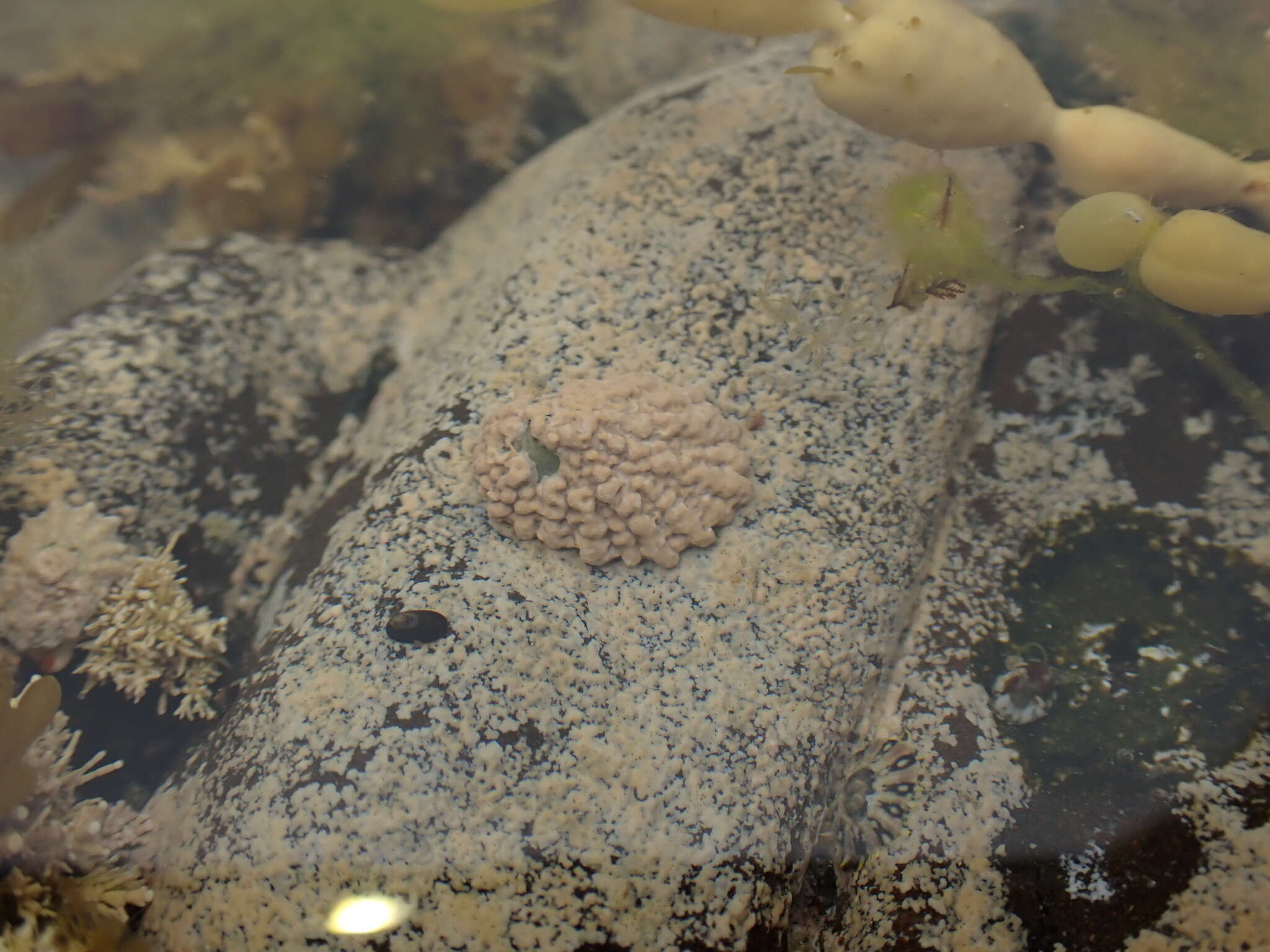 Image of Patelloida corticata (Hutton 1880)