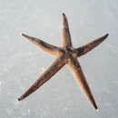 Image of Spiny sand seastar