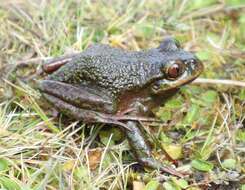 Image of Emerald Forest Frog