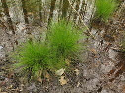 Image of prickly bog sedge