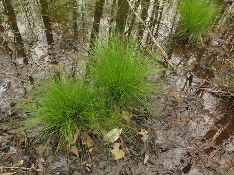 Image of prickly bog sedge