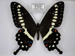 صورة Papilio lormieri Distant 1874