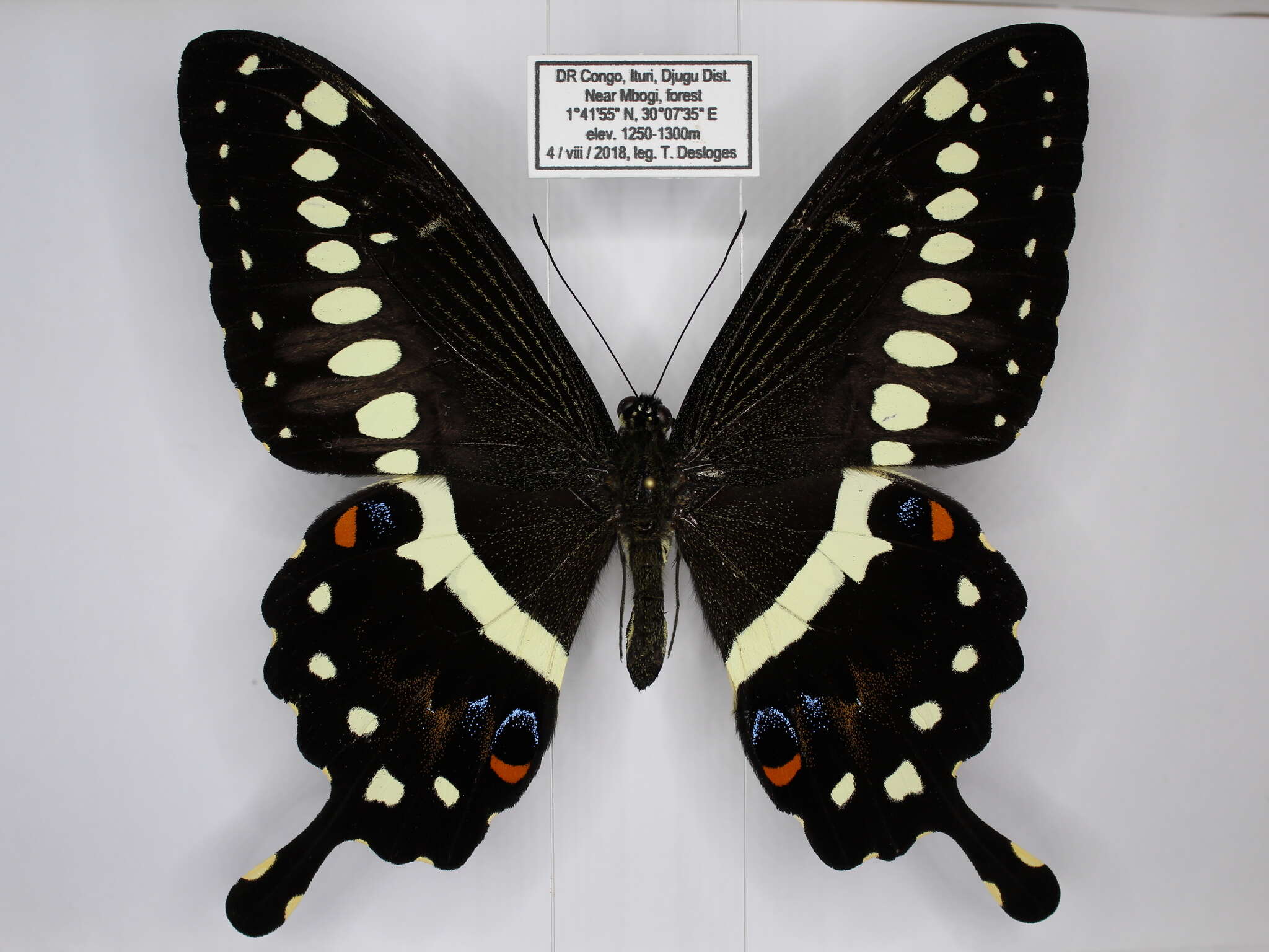 صورة Papilio lormieri Distant 1874