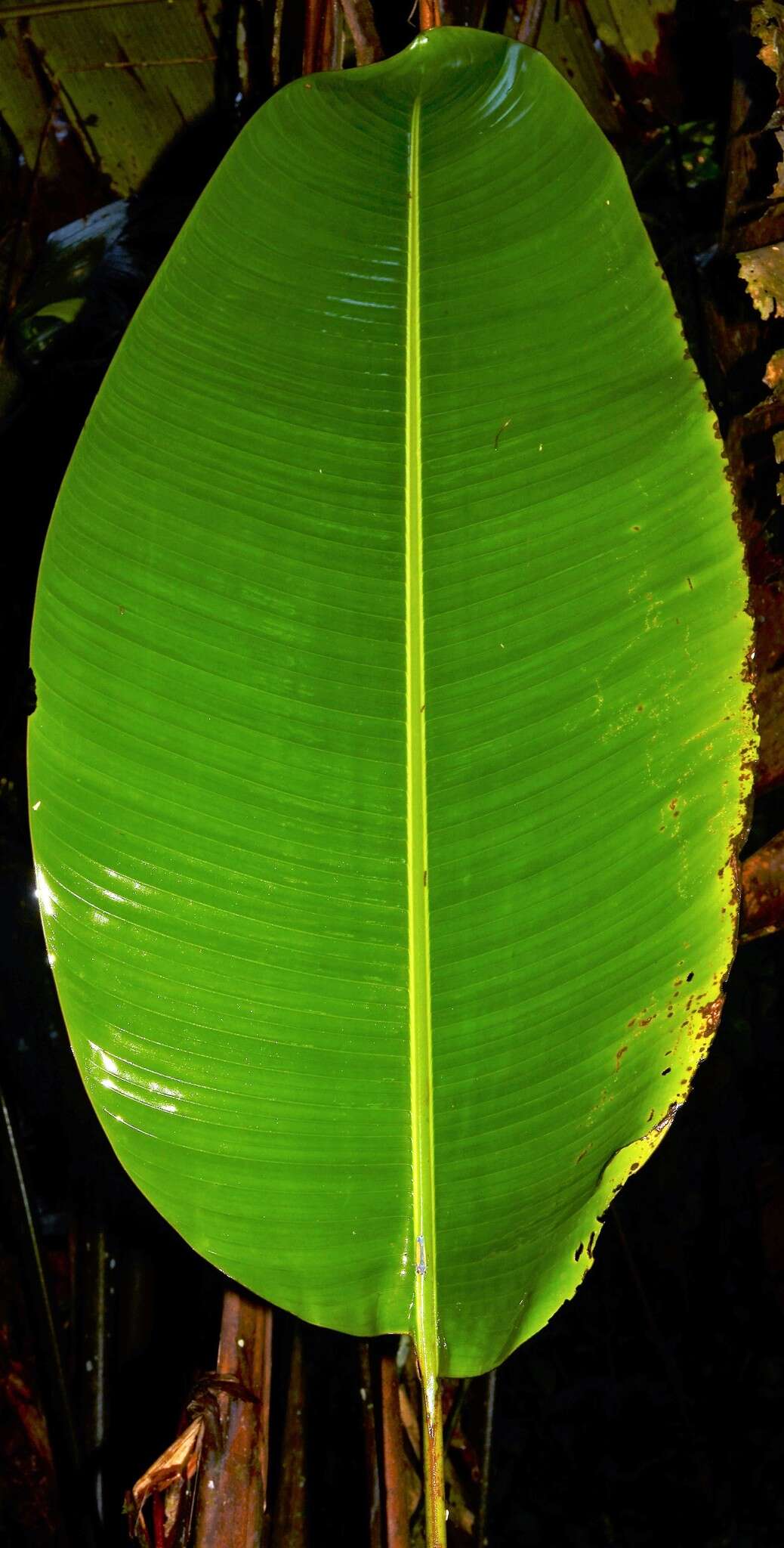 Image of Heliconia vellerigera Poepp.