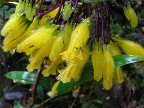 Image of Columnea kucyniakii Raymond