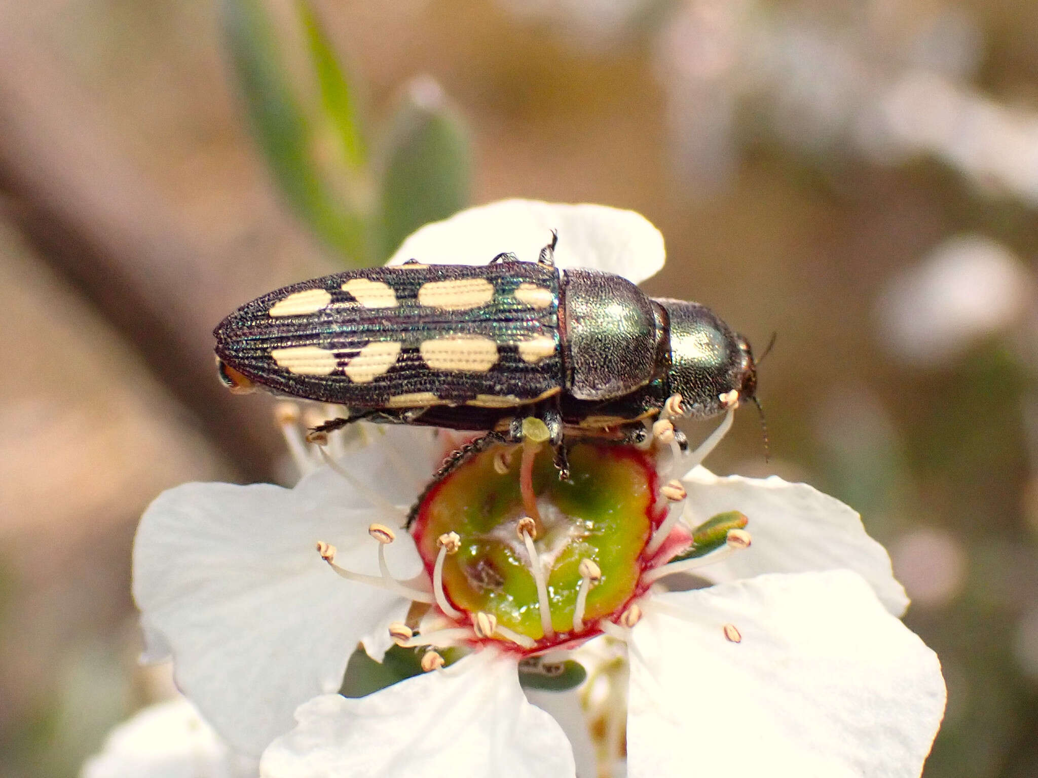 Imagem de Castiarina parallela (White 1859)