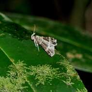 Plancia ëd Rejectaria niciasalis Walker 1858