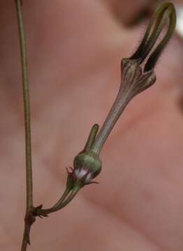 Image de Ceropegia africana R. Br.