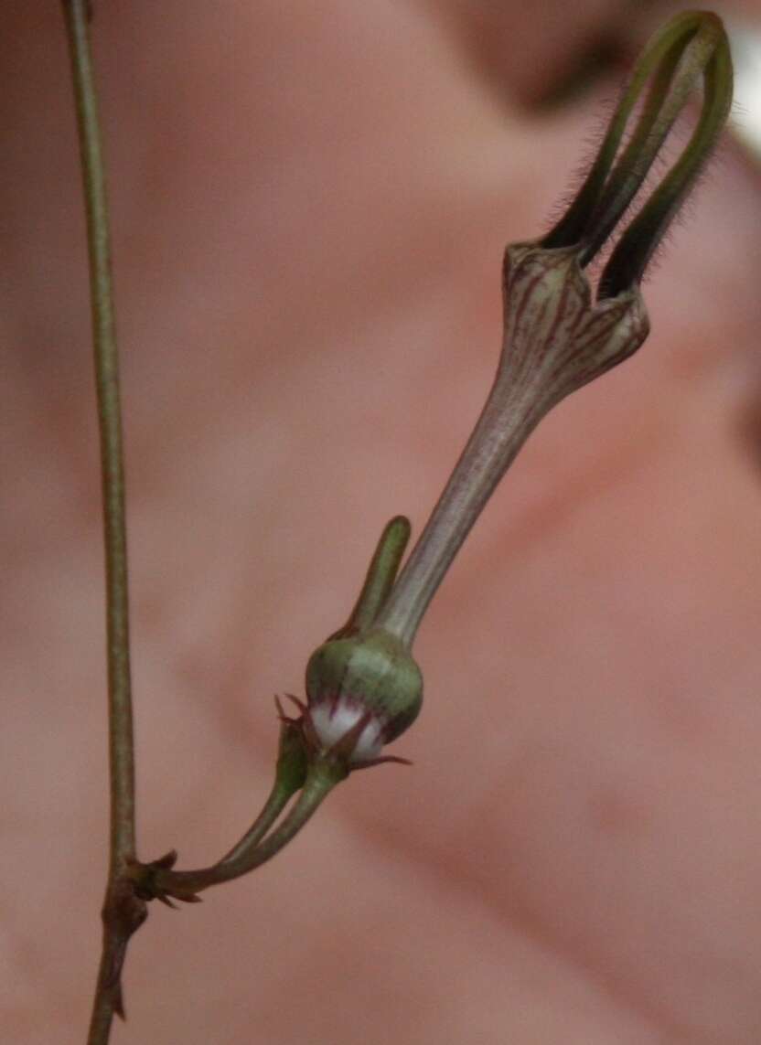 Image de Ceropegia africana subsp. africana