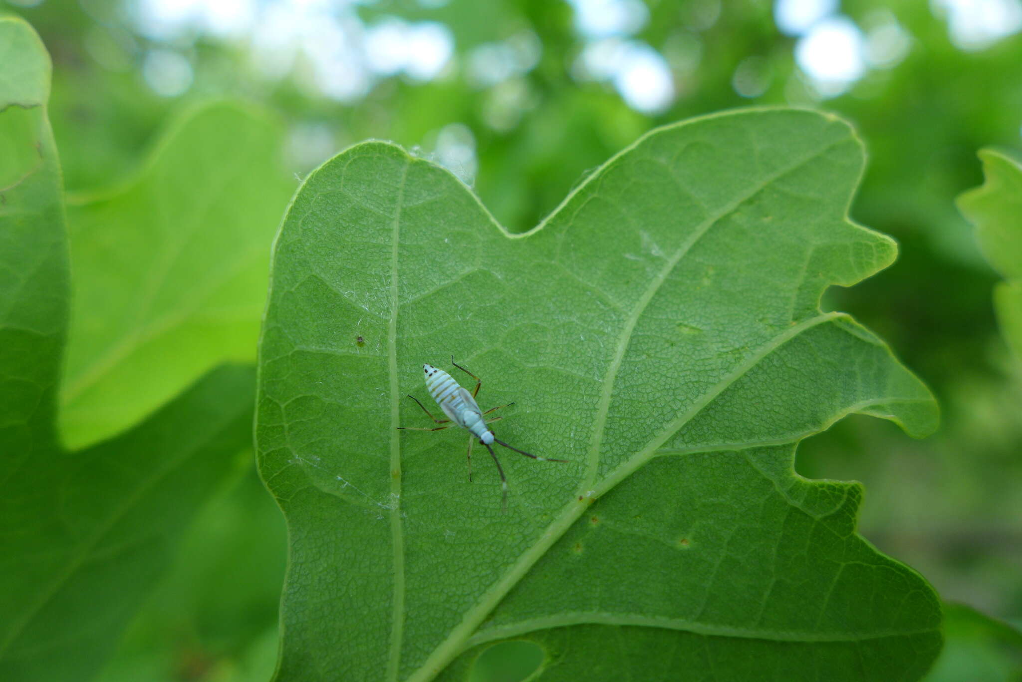 Cyllecoris resmi