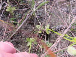 Image of Polygala carteri