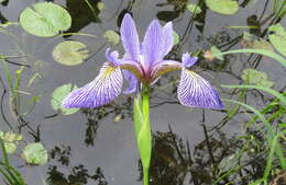 Image de blue flag iris versicolore