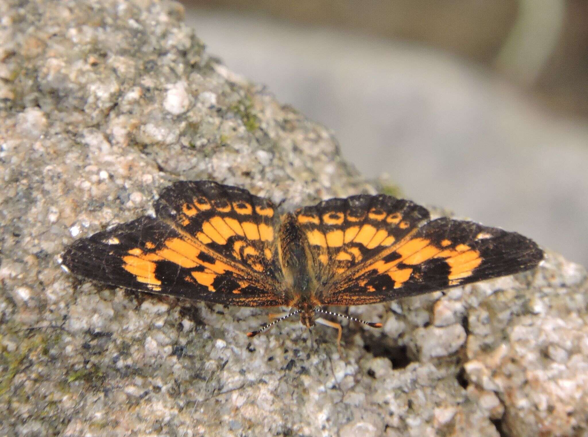 Image of Silvery Checkerspot