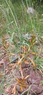 Image of Asphodeline brevicaulis (Bertol.) J. Gay ex Baker