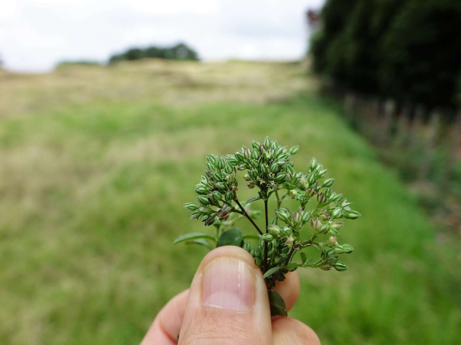 Image of manyseed