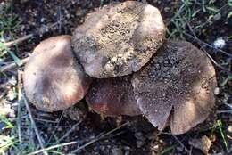 Image of Psathyrella griseopallida Thiers & A. H. Sm. 1972