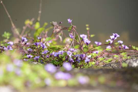 Image of Ivy-leaved Toadflax