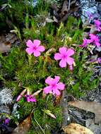 Image of Texas trailing phlox