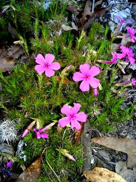 Image of Texas trailing phlox