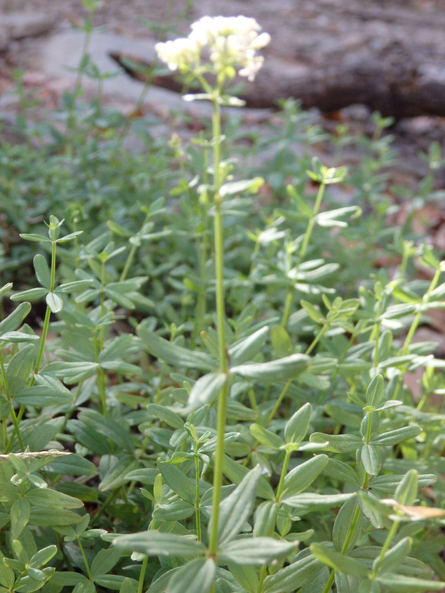 Image of Galium broterianum Boiss. & Reut.