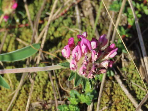 Слика од Anthyllis vulneraria subsp. iberica (W. Becker) Jalas