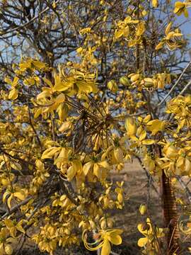 صورة Cassia abbreviata subsp. beareana (Holmes) Brenan